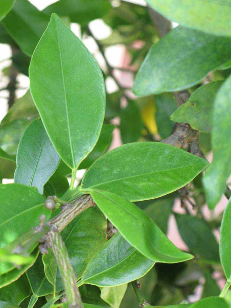              Shade leaves (Winter Haven, FL)       